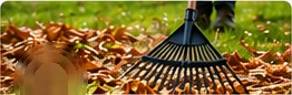 Rake gathering leaves on grass